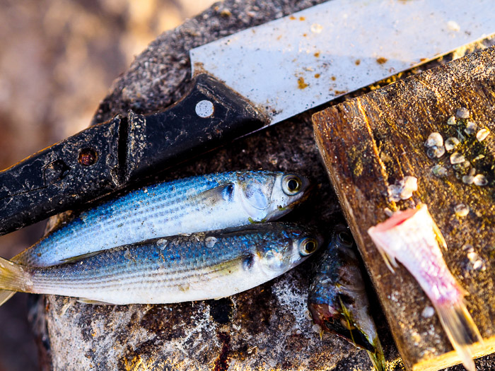 68 Baja California fish