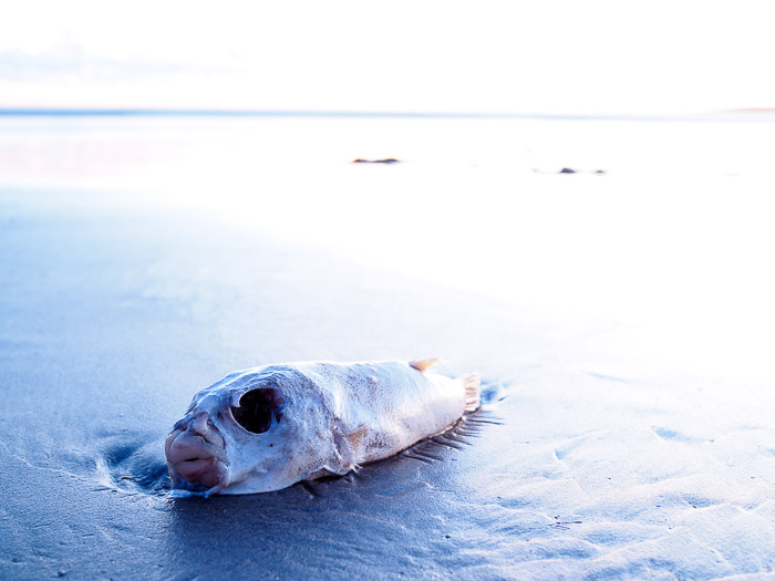 Blue fish