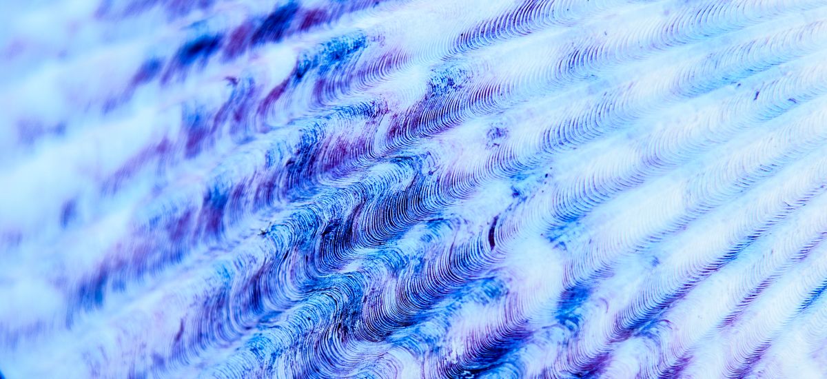 Muschel Detail
