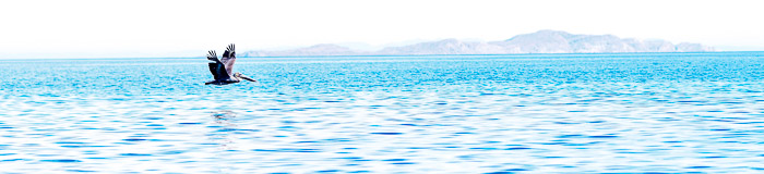 Pelican at the Sea of Cortez